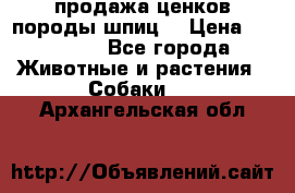 продажа ценков породы шпиц  › Цена ­ 35 000 - Все города Животные и растения » Собаки   . Архангельская обл.